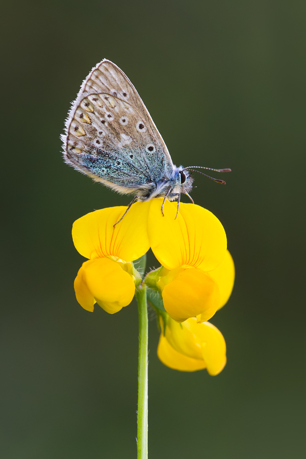 Common Blue 7